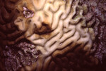 Brain Coral in Quebrada Dive Site West of Long Caye, Belize, A