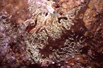 Coral Mound in Quebrada Dive Site West of Long Caye, Belize, B by John C. Ogden