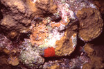 Coral Mound in Quebrada Dive Site West of Long Caye, Belize, C by John C. Ogden