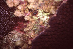 Coral Mound in Quebrada Dive Site West of Long Caye, Belize, D by John C. Ogden