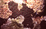 Coral Mound in Quebrada Dive Site West of Long Caye, Belize, E by John C. Ogden