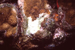 Coral Mound in Quebrada Dive Site West of Long Caye, Belize, F by John C. Ogden