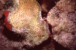 Coral Mound in Quebrada Dive Site West of Long Caye, Belize, G by John C. Ogden