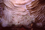 Coral Mound in Quebrada Dive Site West of Long Caye, Belize, H by John C. Ogden