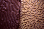 Two Brain Corals Side by Side in Quebrada Dive Site, Long Caye, Belize by John C. Ogden