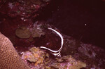 Spotted Drum in Quebrada Dive Site, Long Caye, Belize by John C. Ogden