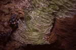 Coral Mound in Quebrada Dive Site West of Long Caye, Belize, K by John C. Ogden