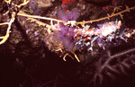 Purple Tunicates in Quebrada Dive Site West of Long Caye, Belize by John C. Ogden