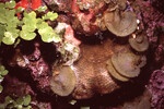 Coral Vegetation in Quebrada Dive Site West of Long Caye, Belize by John C. Ogden