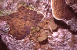 Coral Mound in Quebrada Dive Site West of Long Caye, Belize, L by John C. Ogden