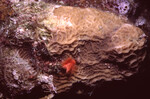 Coral Mound in Quebrada Dive Site West of Long Caye, Belize, M by John C. Ogden