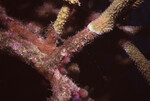 Acropora Coral in Quebrada Dive Site West of Long Caye, Belize