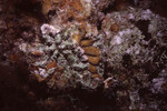 Coral Mound in Quebrada Dive Site West of Long Caye, Belize, N by John C. Ogden