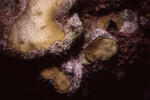 Coral Mound in Quebrada Dive Site West of Long Caye, Belize, O by John C. Ogden