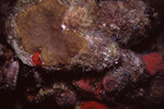 Coral Mound in Quebrada Dive Site West of Long Caye, Belize, P by John C. Ogden