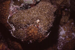 Coral Mound in Quebrada Dive Site West of Long Caye, Belize, Q by John C. Ogden