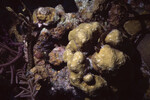 Coral Mound in Quebrada Dive Site West of Long Caye, Belize, R by John C. Ogden