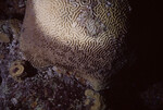 Brain Coral in Quebrada Dive Site West of Long Caye, Belize, B