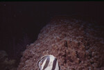 Banded Butterflyfish in Quebrada Dive Site West of Long Caye, Belize