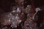 Coral Mound in Quebrada Dive Site West of Long Caye, Belize, S by John C. Ogden