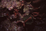 Red Sea Sponges in Quebrada Dive Site West of Long Caye, Belize by John C. Ogden