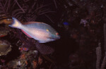 Stoplight Parrotfish in Quebrada Dive Site West of Long Caye, Belize, A by John C. Ogden