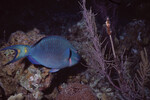 Stoplight Parrotfish in Quebrada Dive Site West of Long Caye, Belize, B by John C. Ogden