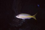 Yellowtail Snapper in Quebrada Dive Site West of Long Caye, Belize by John C. Ogden