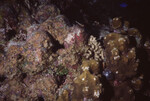 Rocky Coral Mound in Quebrada Dive Site, Lighthouse Reef, Belize, A by John C. Ogden