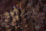 Rocky Coral Mound in Quebrada Dive Site, Lighthouse Reef, Belize, B by John C. Ogden