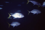 School of Horse-Eye Jack Fish in Quebrada Diving Spot, Lighthouse Reef, Belize by John C. Ogden