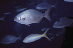 Horse-Eye Jack and Bermuda Chub in Quebrada Diving Spot, Lighthouse Reef, Belize by John C. Ogden