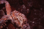 Crab in Quebrada Dive Site in Lighthouse Reef, Belize by John C. Ogden