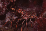 Spotted Spiny Lobster in Quebrada Dive Site in Lighthouse Reef, Belize by John C. Ogden