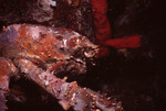 Reef Lobster in Quebrada Dive Spot at Night, Lighthouse Reef, Belize by John C. Ogden