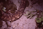 Tentacle in Quebrada Dive Spot, Lighthouse Reef, Belize by John C. Ogden