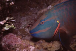 Stoplight Parrotfish in Quebrada at Night, Lighthouse Reef, Belize, A by John C. Ogden