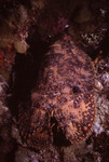 Slipper Lobster in Quebrada at Night, Lighthouse Reef, Belize, A by John C. Ogden