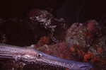 Trumpetfish in Quebrada at Night, Lighthouse Reef, Belize by John C. Ogden