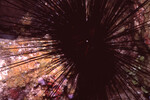 Long-Spined Sea Urchin in Quebrada at Night, Lighthouse Reef, Belize, A by John C. Ogden