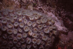 Great Star Coral in Quebrada at Night, Lighthouse Reef, Belize by John C. Ogden