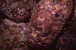 Slipper Lobster in Quebrada at Night, Lighthouse Reef, Belize, B by John C. Ogden