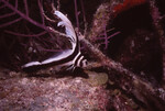 Spotted Drum in Quebrada at Night, Lighthouse Reef, Belize, A by John C. Ogden