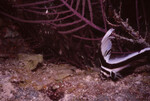 Spotted Drum in Quebrada at Night, Lighthouse Reef, Belize, B by John C. Ogden