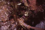 Spiny Lobster in Quebrada at Night, Lighthouse Reef, Belize by John C. Ogden