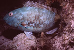 Stoplight Parrotfish in Quebrada at Night, Lighthouse Reef, Belize, B by John C. Ogden