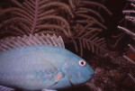 Stoplight Parrotfish in Quebrada at Night, Lighthouse Reef, Belize, C by John C. Ogden