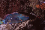 Stoplight Parrotfish in Quebrada at Night, Lighthouse Reef, Belize, D by John C. Ogden