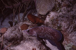 Soapfish in Quebrada at Night, Lighthouse Reef, Belize by John C. Ogden