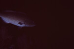 Grouper in Quebrada at Night, Lighthouse Reef, Belize by John C. Ogden